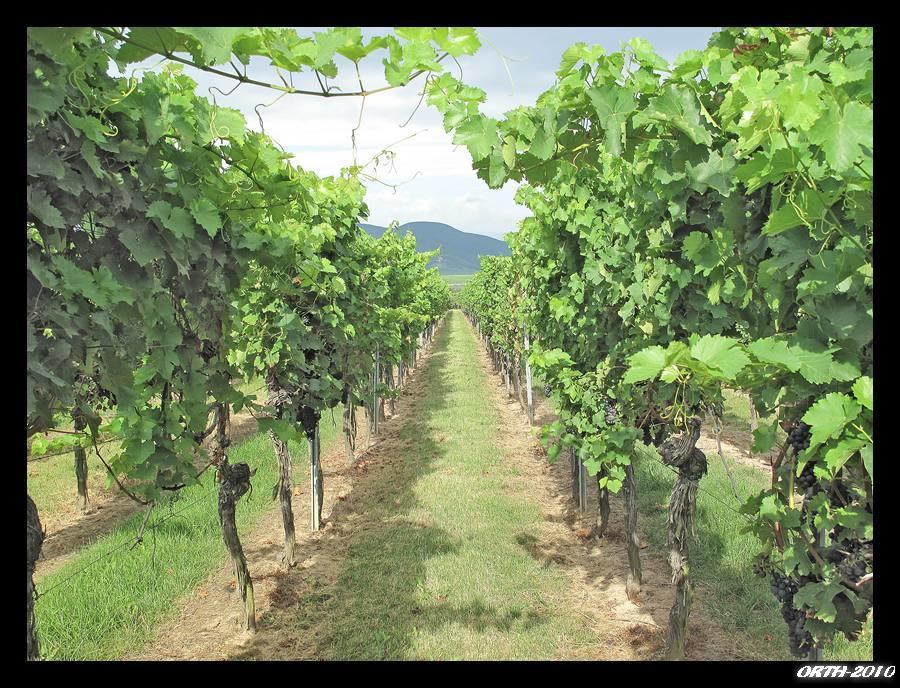 Gaestehaus Weingut Glas Neustadt an der Weinstraße 외부 사진